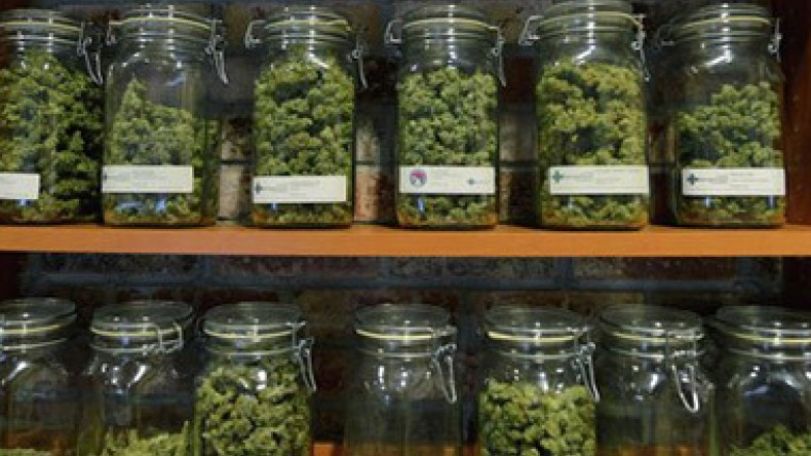 First legal medical marijuana planted in Chile    
