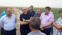 Тигран Абрамян: В Арцахе развивается производство табака, существует лишь одна проблема