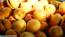 Armenian apricot exports hit record high in 2017