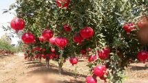 Artsakh to host pomegranate festival in late October