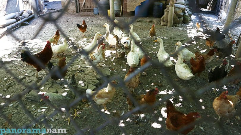Armenia lifts restrictions on poultry import from Poland and Germany