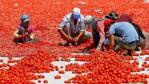 Russia to resume imports of tomatoes from Turkey