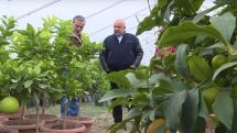 Syrian Armenians take revolutionary steps in Artsakh horticulture