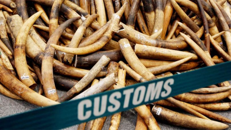China ban on ivory sales begins Sunday, aims to curb elephant poaching