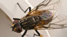 Housefly genome offers clue to human sickness