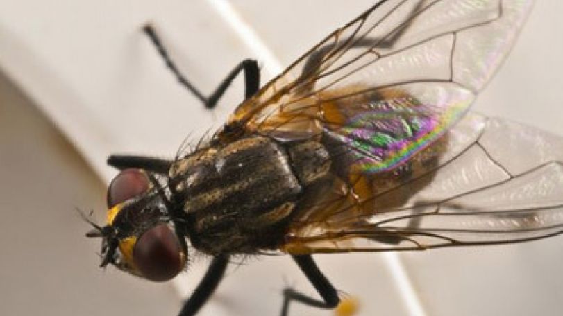Housefly genome offers clue to human sickness