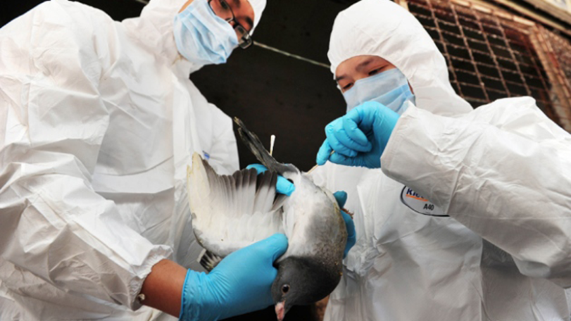 China confirms first human case of H7N4 avian flu
