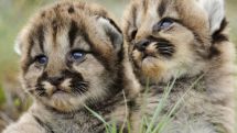 Today is World Animal Day 