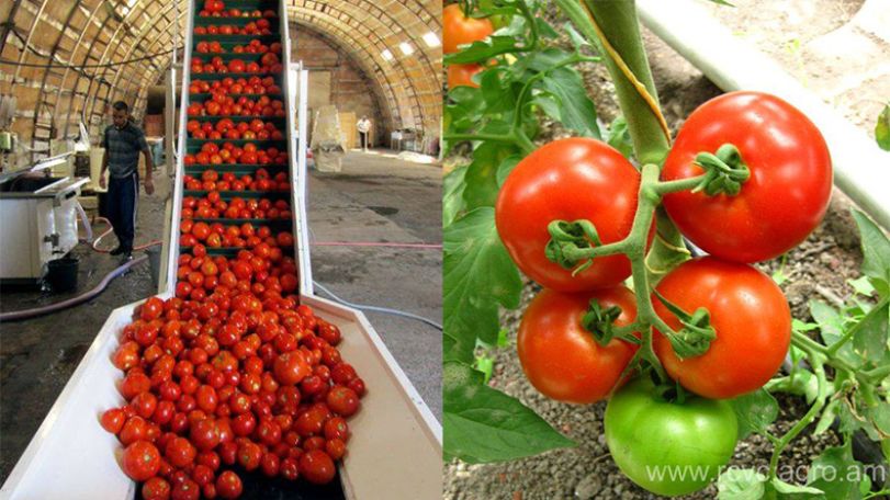 Armenian potato back to markets