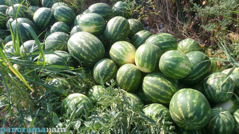 Что стало с урожаем арбузов в Армении?