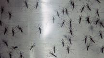 New mosquito-borne virus spreads in Latin America