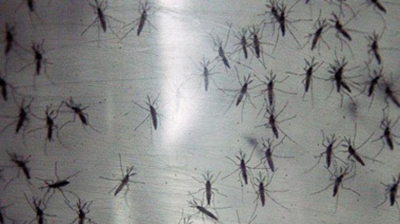 New mosquito-borne virus spreads in Latin America