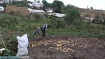 ԳՆ-ն հորդորում է  երկու օրերի ընթացքում ավարտել բերքահավաքը