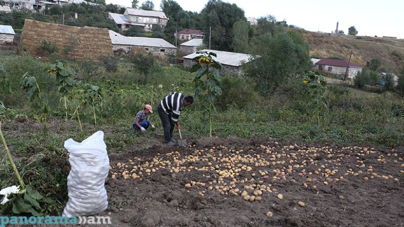 ԳՆ-ն հորդորում է  երկու օրերի ընթացքում ավարտել բերքահավաքը