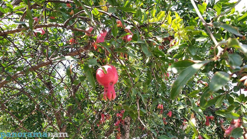 Artsakh on its way to self-sufficiency as sown areas keep growing in country