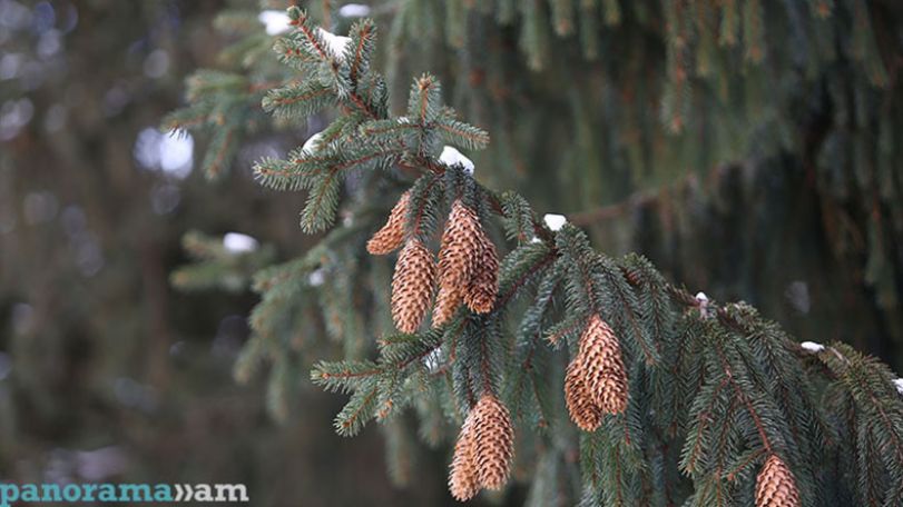 Зима в Армении: 4 декабря прогнозируется погода без осадков