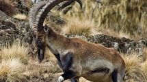 Another animal dies in Yerevan Zoo