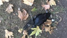Environmentalist. Bird deaths in Armenian capital point to ecosystem's poor health