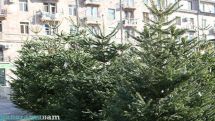Տեսչական մարմինը եղևնիների վաճառակետերում տեղական ծառատեսակներ չի հայտնաբերել