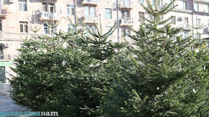 В ходе проверок в точках продаж ёлок Инспекционным органом охраны природы Армении выявлены импортированные деревья