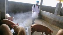 Жительница Грузии скончалась, вероятно, от «свиного гриппа»