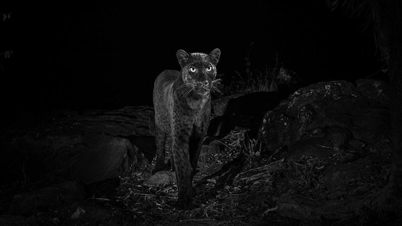 First photographs of rare African black leopard captured in more than a century