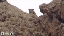 Rangers take a video of rare Caucasian Leopard in Armenia