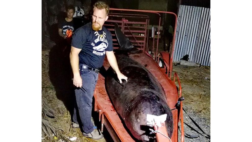 Dead whale washed up in Philippines had 40kg of plastic bags in its stomach