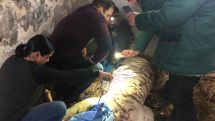 Ветеринары обнаружили лейкоз у одного из тигров Ереванского зоопарка