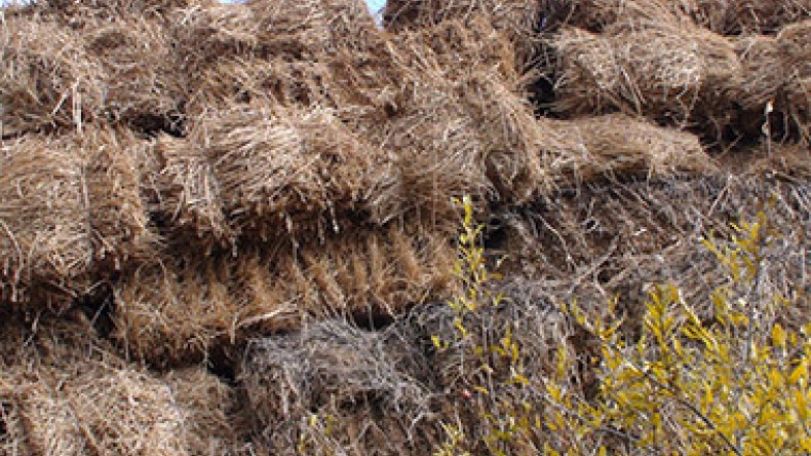 ԳՆ-ն արձագանքում է Panorama.am-ին. Ընթացիկ տարում կկուտակվի ավելի շատ խոտ