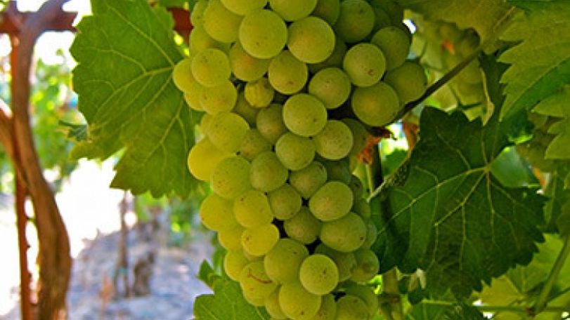 Գյուղացու աշունը. Ցուրտը վնասել էր խաղողը