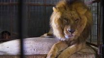 Dozens of neglected animals evacuated from Gaza zoo