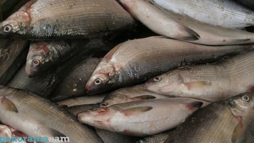 Россельхознадзор обнаружил несоответствия требованиям ЕАЭС продукции с 2 предприятий из  Армении