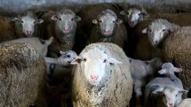 Франция: из-за снижения числа учащихся в начальную школу записали 15 баранов