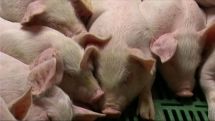 African swine fever hits another pig farm in Bulgaria