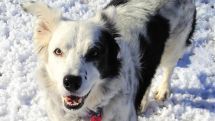 Chaser: ‘World’s smartest dog’, which knew over 1,000 words, dies aged 15