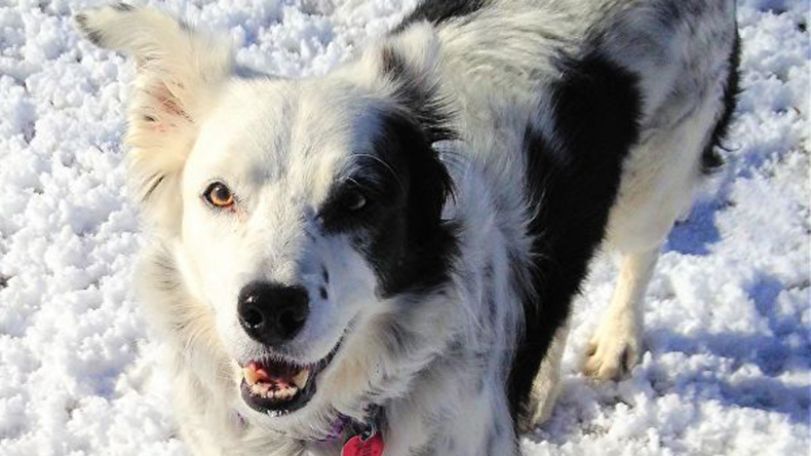 Chaser: ‘World’s smartest dog’, which knew over 1,000 words, dies aged 15