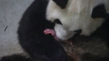 Giant panda gives birth to 'rare' twin cubs in Belgium