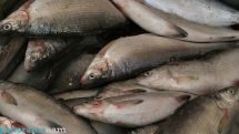 Russia restricts fish imports of an Armenian supplier