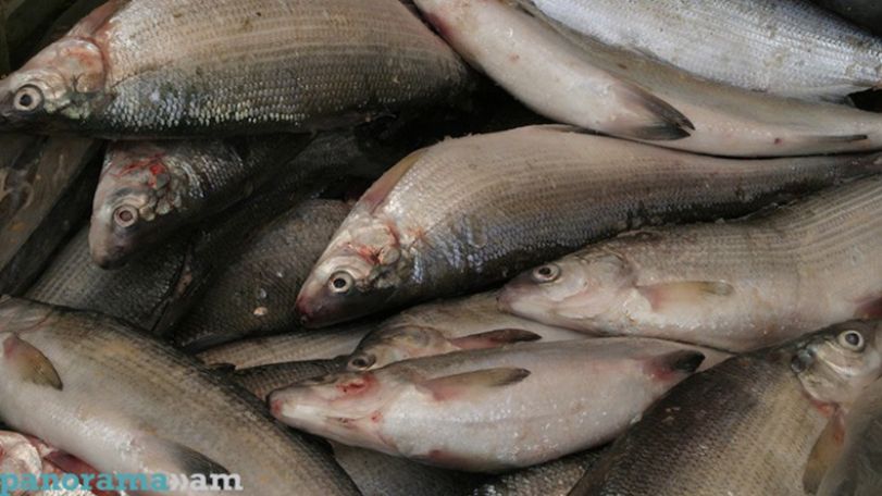 Russia restricts fish imports of an Armenian supplier