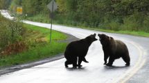 Grizzly bear fight on Canadian highway caught on camera