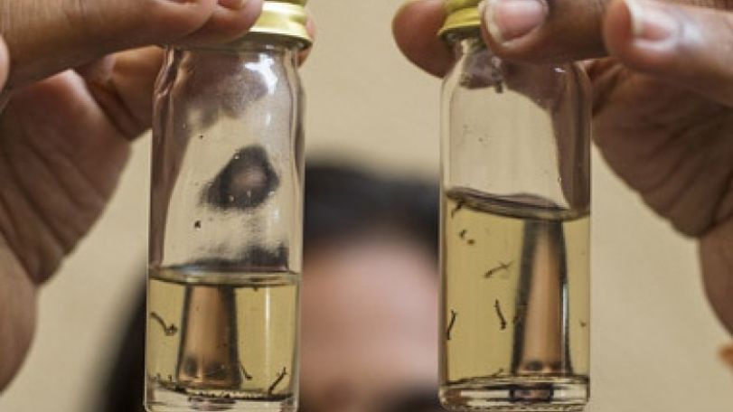 Over 10 people with dengue fever symptoms seek medical aid in Tokyo