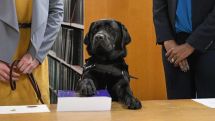 Dog sworn into Illinois state's attorney's office to provide support for sexual assault victims