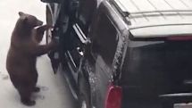 В Калифорнии медведь попытался угнать автомобиль