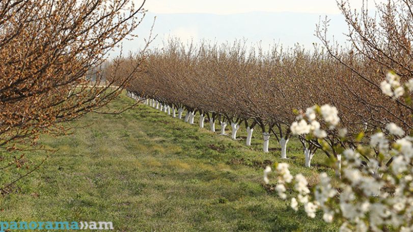 Գյուղատնտեսության ոլորտի անկումն  ու ակնկալիքները