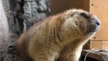 Из-за теплой зимы сурки вышли из спячки раньше срока