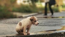 Today is International Homeless Animals Day 