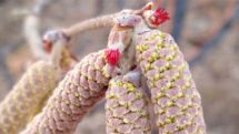 Hazelnuts in bloom in Armenian village