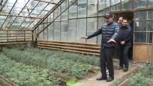Փաշինյան. Էդքան ծառ տնկվե՞լ է