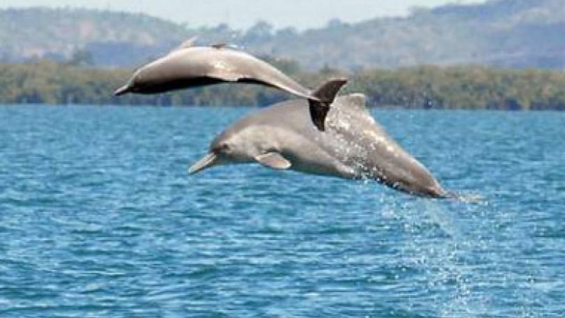 Dolphins and whales can squeal for pleasure